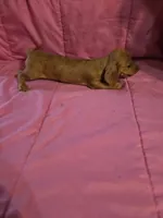 DAINTY, a female Miniature Dachshund for sale in Lampasas, TX – 2 of 3