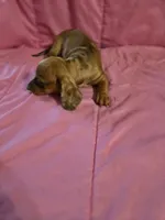 DUMPLIN, a female Miniature Dachshund for sale in Lampasas, TX – 6 of 6