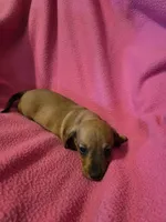 Patty , a female Miniature Dachshund for sale in Lampasas, TX – Photo 2 of 2