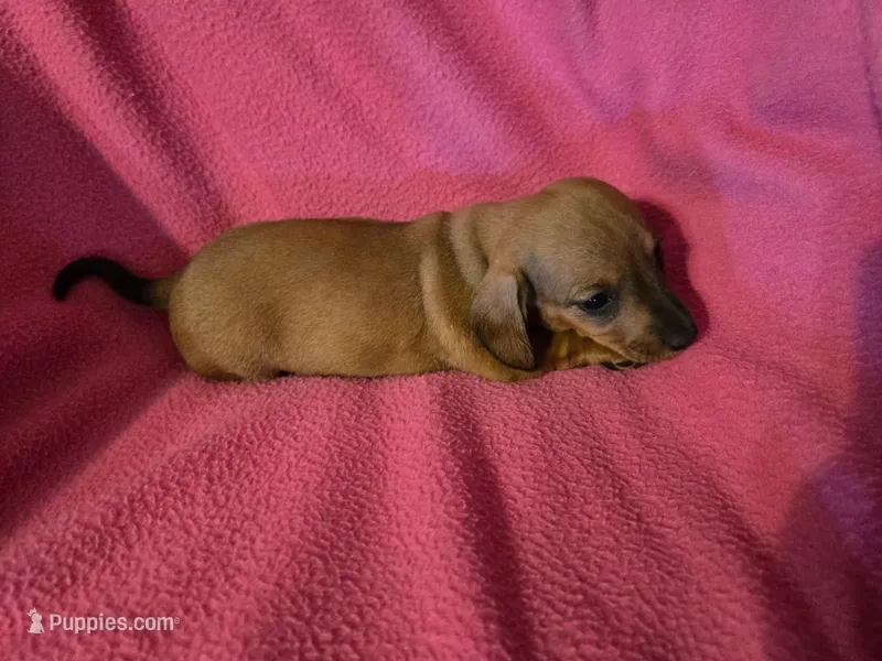 Patty  – Miniature Dachshund puppy for sale in Lampasas, TX
