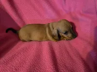 Patty , a female Miniature Dachshund for sale in Lampasas, TX – Photo 1 of 2