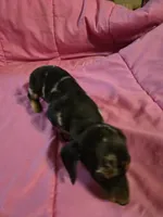 Stella, a female Miniature Dachshund for sale in Lampasas, TX – 3 of 10