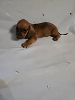 Dash, a male Miniature Dachshund for sale in Lampasas, TX – 5 of 7