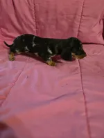 Stella, a female Miniature Dachshund for sale in Lampasas, TX – 8 of 10