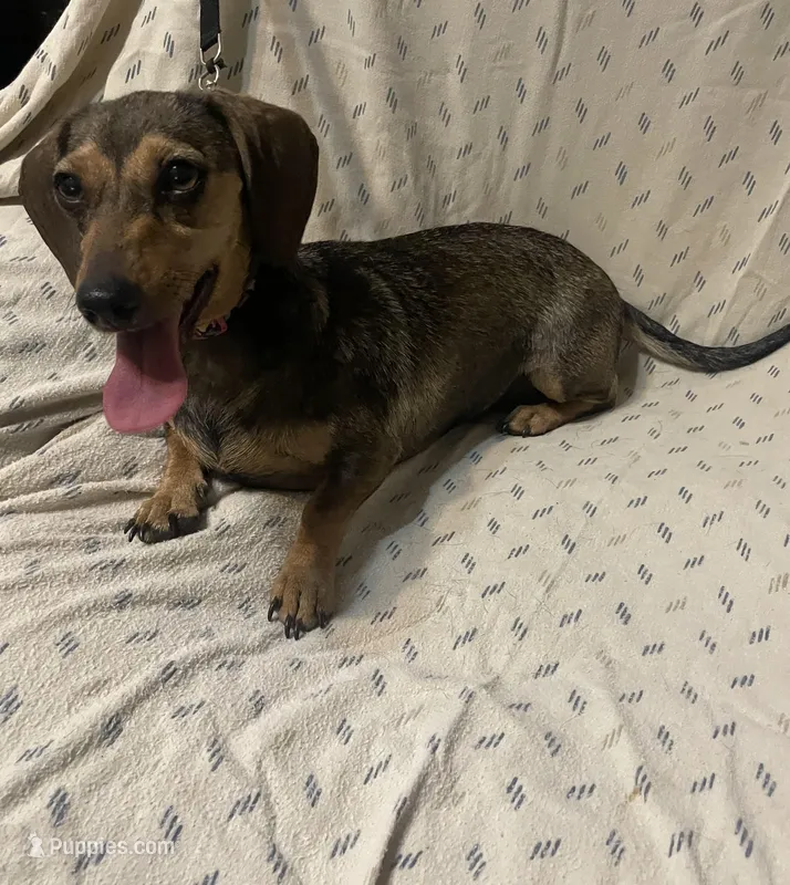 PeeWee – Miniature Dachshund puppy for sale in Lampasas, TX