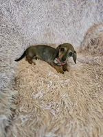 PeeWee, a male Miniature Dachshund for sale in Lampasas, TX – 4 of 4