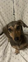 PeeWee, a male Miniature Dachshund for sale in Lampasas, TX – 2 of 4