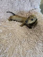 PeeWee, a male Miniature Dachshund for sale in Lampasas, TX – 3 of 4