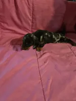 Stella, a female Miniature Dachshund for sale in Lampasas, TX – 9 of 10