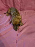DUMPLIN, a female Miniature Dachshund for sale in Lampasas, TX – 5 of 6