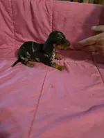 Stella, a female Miniature Dachshund for sale in Lampasas, TX – 4 of 10