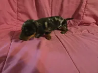 Stella, a female Miniature Dachshund for sale in Lampasas, TX – 5 of 10