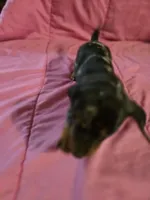 Stella, a female Miniature Dachshund for sale in Lampasas, TX – 2 of 10