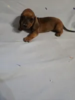 Dash, a male Miniature Dachshund for sale in Lampasas, TX – 3 of 7