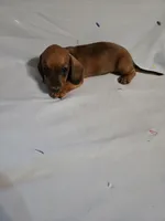 Dash, a male Miniature Dachshund for sale in Lampasas, TX – 2 of 7