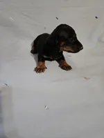 SAM, a male Miniature Dachshund for sale in Lampasas, TX – 2 of 4