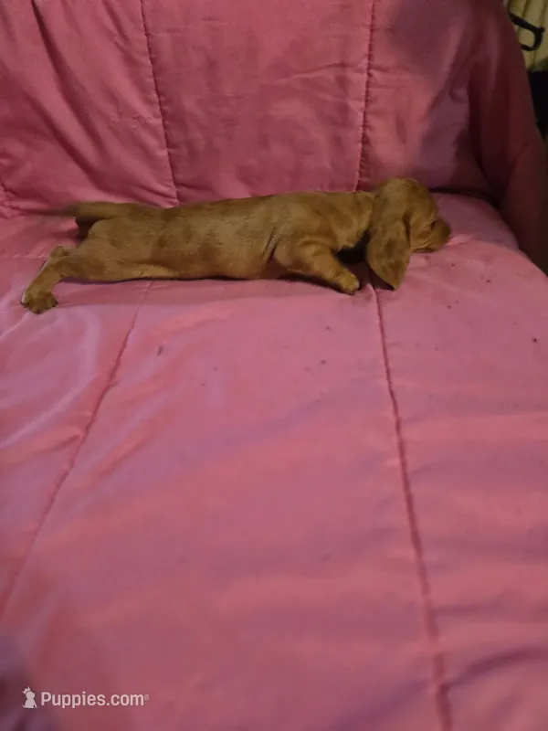 DAINTY – Miniature Dachshund puppy for sale in Lampasas, TX
