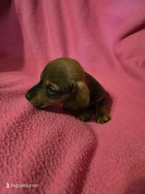 PeeWee – Miniature Dachshund puppy for sale in Lampasas, TX