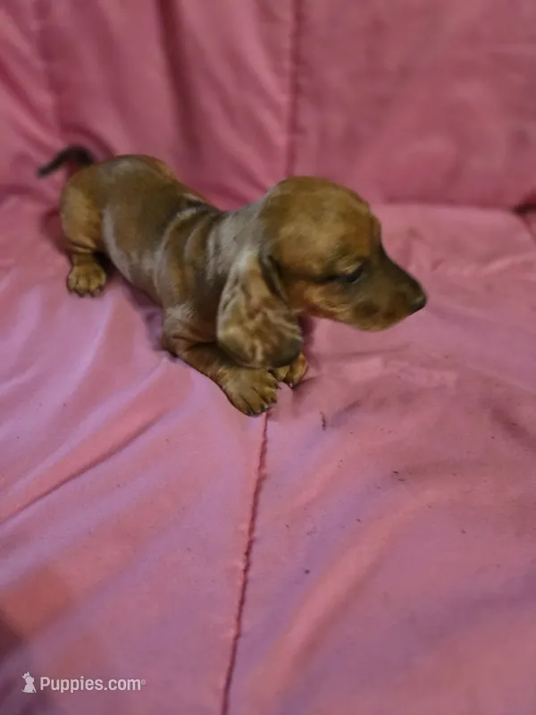 DUMPLIN – Miniature Dachshund puppy for sale in Lampasas, TX