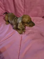 DUMPLIN, a female Miniature Dachshund for sale in Lampasas, TX – 1 of 6