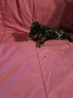 Stella, a female Miniature Dachshund for sale in Lampasas, TX – 6 of 10