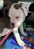 Chica, a female American Bulldog for sale in Martin, GA – Photo 5 of 10