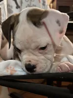 Chica, a female American Bulldog for sale in Martin, GA – Photo 2 of 10