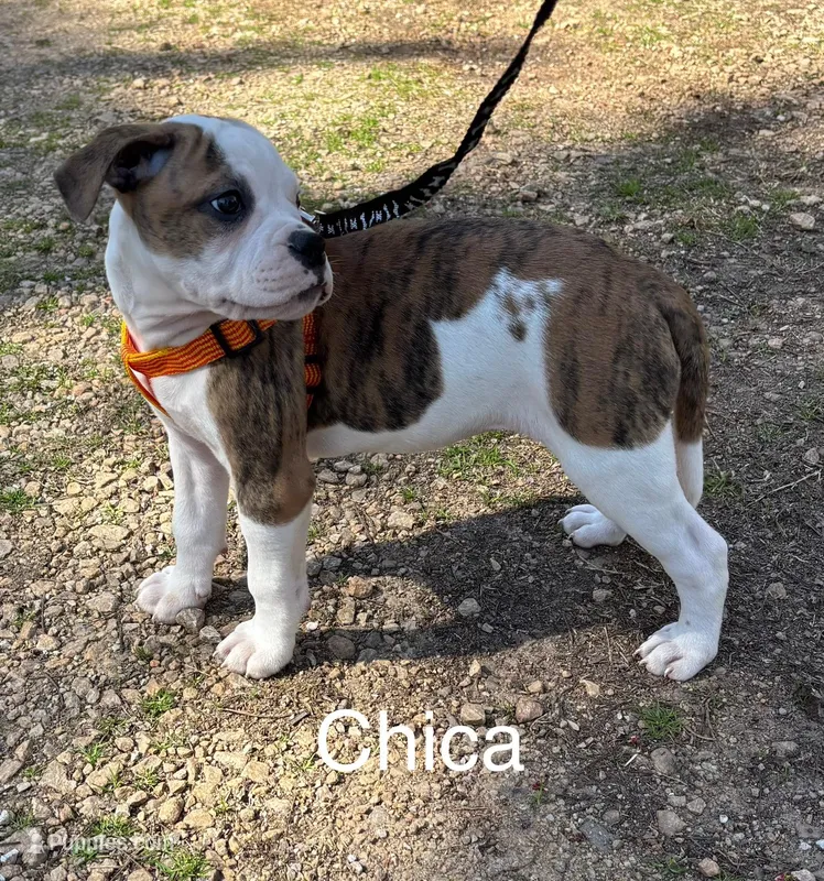 Chico