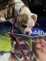 Chica, a female American Bulldog for sale in Martin, GA – Photo 6 of 10