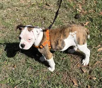 Chica, a female American Bulldog for sale in Martin, GA – Photo 10 of 10