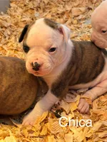 processed/813a53f4-5928-4d46-bbc7-4663a995a5ca/listing/2b1276f1-3abc-45a2-80d8-3597d4965ac0/9c429f5a-5c2e-40e1-9c2f-8d303128de6a