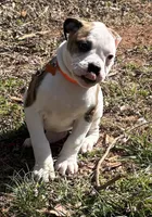 Chica, a female American Bulldog for sale in Martin, GA – Photo 7 of 10