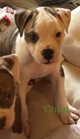 Chica, a female American Bulldog for sale in Martin, GA – Photo 3 of 10