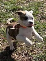 Chica, a female American Bulldog for sale in Martin, GA – Photo 4 of 10