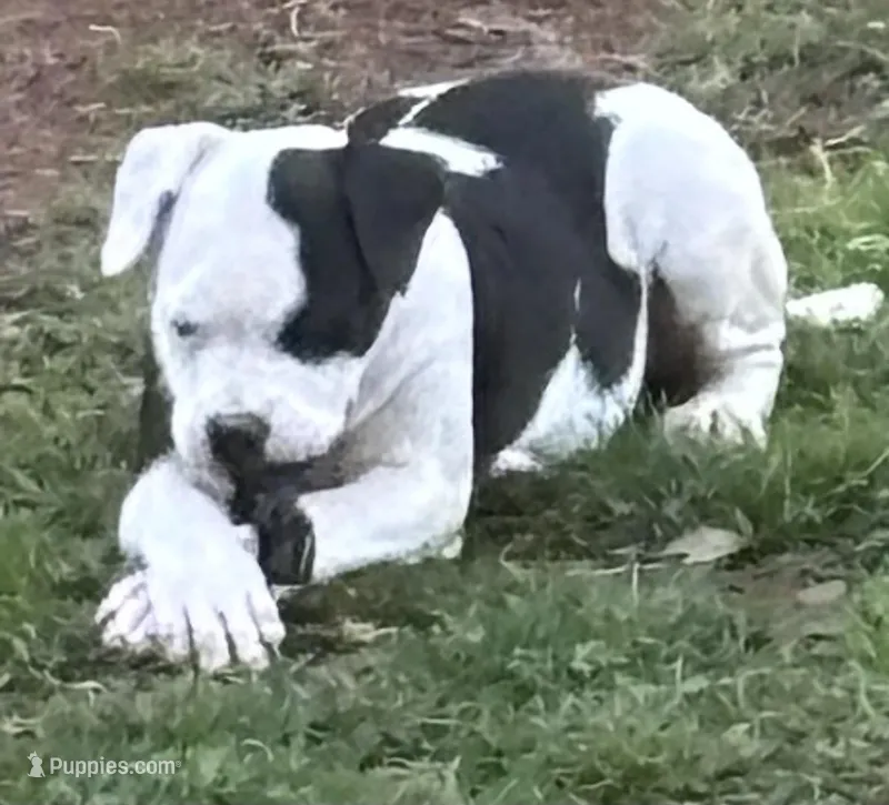 Heidi – American Bulldog puppy for sale in Martin, GA