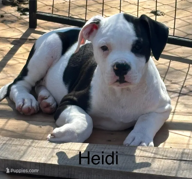Heidi, a female American Bulldog for sale in Martin, GA – Photo 1 of 1
