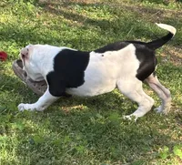 Suzy Q, a female American Bulldog for sale in Martin, GA – Photo 2 of 3