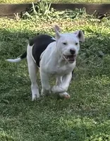 Suzy Q, a female American Bulldog for sale in Martin, GA – Photo 3 of 3