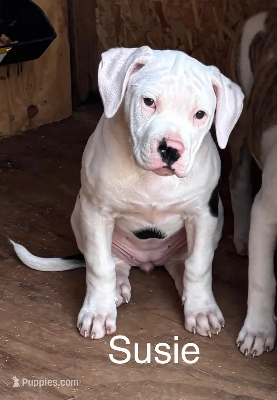 Suzy Q, a female American Bulldog for sale in Martin, GA – Photo 1 of 3