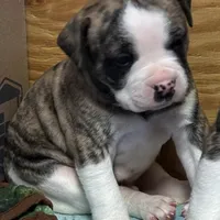 Bud, a male American Bulldog for sale in Martin, GA – Photo 8 of 10