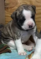 Bud, a male American Bulldog for sale in Martin, GA – Photo 8 of 10