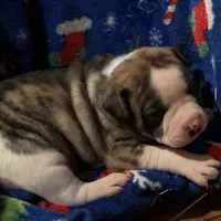 Bud, a male American Bulldog for sale in Martin, GA – Photo 10 of 10