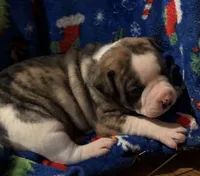 Bud, a male American Bulldog for sale in Martin, GA – Photo 10 of 10