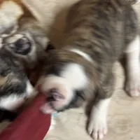 Bud, a male American Bulldog for sale in Martin, GA – Photo 6 of 10