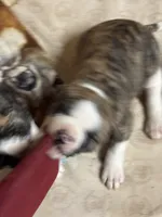 Bud, a male American Bulldog for sale in Martin, GA – Photo 6 of 10