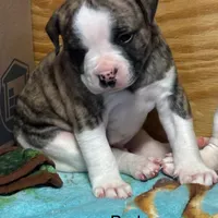 Bud, a male American Bulldog for sale in Martin, GA – Photo 4 of 10