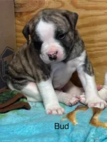 Bud, a male American Bulldog for sale in Martin, GA – Photo 4 of 10