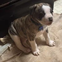 Bud, a male American Bulldog for sale in Martin, GA – Photo 3 of 10