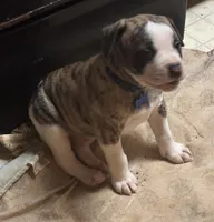 Bud, a male American Bulldog for sale in Martin, GA – Photo 3 of 10