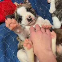 Bud, a male American Bulldog for sale in Martin, GA – Photo 5 of 10